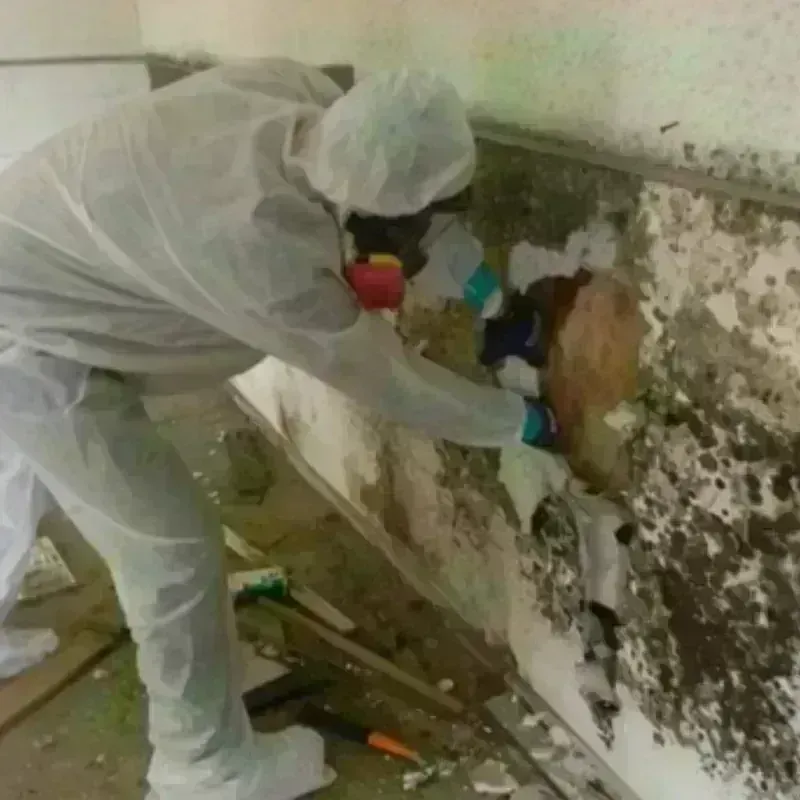 Mold Remediation and Removal in Page County, VA